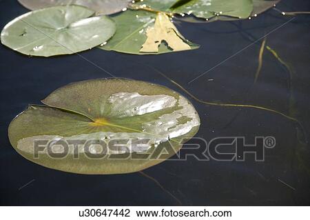 Stock Image - Lake of the Woods, Ontario, Canada; Lilypads on the water. Fotosearch