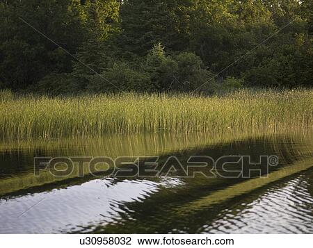 Lake of the Woods, Ontario, Canada; Reeds and trees cast reflections in Lake of the Woods View Large Photo Image Stock Image - Lake of the Woods, Ontario, Canada; Reeds and trees cast reflections in Lake of the Woods. Fotosearch