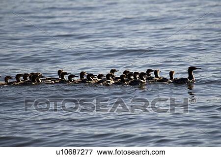 Stock Photo - Lake of the Woods, Ontario, Canada; Duck and ducklings swimming in lake. Fotosearch