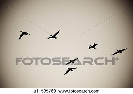 Stock Photo - Lake of the Woods, Ontario, Canada; Birds silhouetted against the sky. Fotosearch