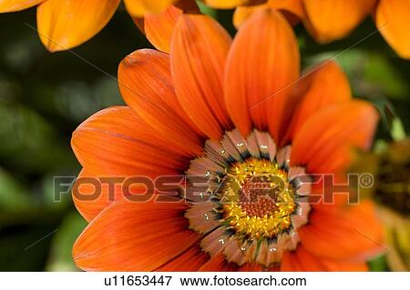 Lake of the Woods, Ontario, Canada; Close-up of a flower in a garden View Large Photo Image Stock Photo - Lake of the Woods, Ontario, Canada; Close-up of a flower in a garden. Fotosearch
