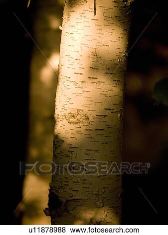 Lake of the Woods, Ontario, Canada; View of a tree trunk View Large Photo Image Stock Photo - Lake of the Woods, Ontario, Canada; View of a tree trunk. Fotosearch