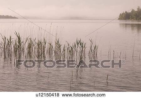 Lake of the Woods, Ontario, Canada; Early morning view over the lake View Large Photo Image Stock Photo - Lake of the Woods, Ontario, Canada; Early morning view over the lake. Fotosearch