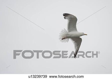 Lake of the Woods, Ontario, Canada; Gulls over the lake View Large Photo Image Stock Photo - Lake of the Woods, Ontario, Canada; Gulls over the lake. Fotosearch