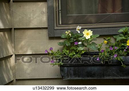 Lake of the Woods, Ontario, Canada; Flowers in a window box View Large Photo Image Stock Photo - Lake of the Woods, Ontario, Canada; Flowers in a window box. Fotosearch