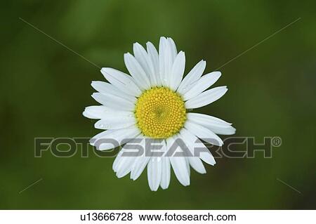 Lake of the Woods, Ontario, Canada; Flower in the woods View Large Photo Image Stock Photo - Lake of the Woods, Ontario, Canada; Flower in the woods. Fotosearch