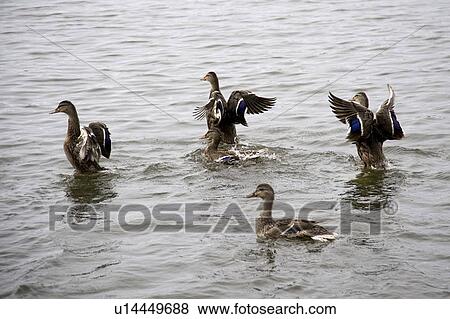 Lake of the Woods, Ontario, Canada; Group of ducks floating on lake View Large Photo Image Stock Photo - Lake of the Woods, Ontario, Canada; Group of ducks floating on lake. Fotosearch