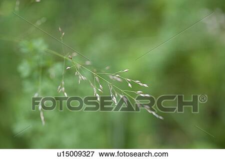 Lake of the Woods, Ontario, Canada; Flower in the woods View Large Photo Image Stock Photo - Lake of the Woods, Ontario, Canada; Flower in the woods. Fotosearch