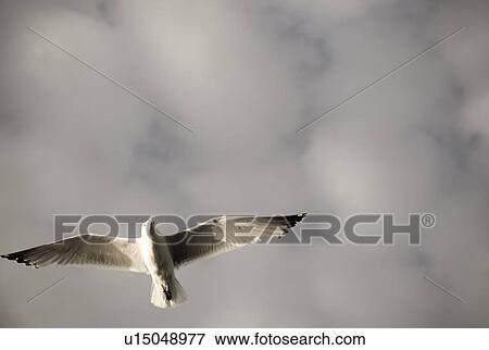 Lake of the Woods, Ontario, Canada; Bird soaring View Large Photo Image Stock Photo - Lake of the Woods, Ontario, Canada; Bird soaring. Fotosearch