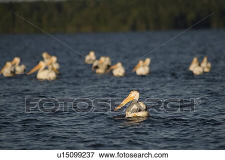 Lake of the Woods, Ontario, Canada; Pelicans on the water View Large Photo Image Stock Photo - Lake of the Woods, Ontario, Canada; Pelicans on the water. Fotosearch