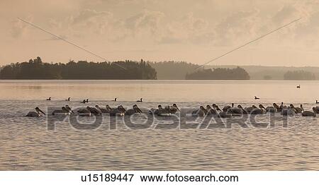 Stock Photo - Lake of the Woods, Ontario, Canada; Flock of pelicans floating on water. Fotosearch