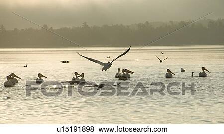 Lake of the Woods, Ontario, Canada; Birds stirring at lake at sunrise View Large Photo Image Stock Photo - Lake of the Woods, Ontario, Canada; Birds stirring at lake at sunrise. Fotosearch