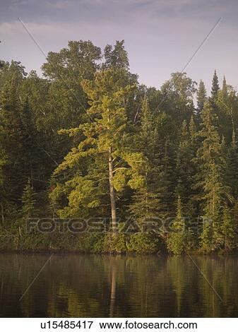 Lake of the Woods, Ontario, Canada; Trees on lake bank View Large Photo Image Stock Photo - Lake of the Woods, Ontario, Canada; Trees on lake bank. Fotosearch