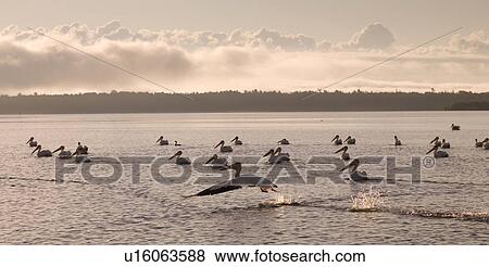 Lake of the Woods, Ontario, Canada; Pelicans floating on a lake View Large Photo Image Stock Photo - Lake of the Woods, Ontario, Canada; Pelicans floating on a lake. Fotosearch
