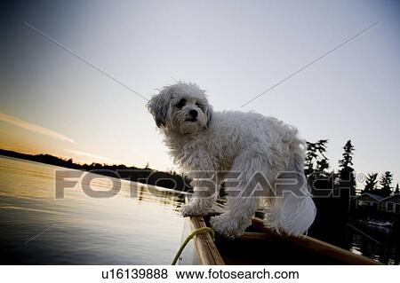 Lake Of The Woods, Ontario, Canada; White dog standing in row boat on lake View Large Photo Image Stock Photo - Lake Of The Woods, Ontario, Canada; White dog standing in row boat on lake. Fotosearch