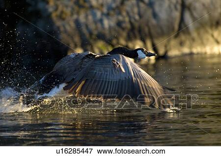 Lake of the Woods, Ontario, Canada; Canada goose in flight View Large Photo Image Stock Photo - Lake of the Woods, Ontario, Canada; Canada goose in flight. Fotosearch