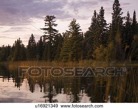 Lake of the Woods, Ontario, Canada; Green weeds and forest reflect in a placid lake View Large Photo Image Stock Photo - Lake of the Woods, Ontario, Canada; Green weeds and forest reflect in a placid lake. Fotosearch