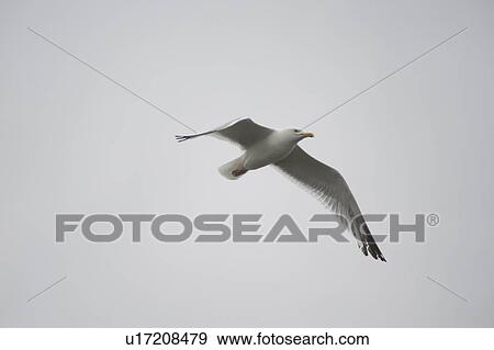 Lake of the Woods, Ontario, Canada; Gulls over the lake View Large Photo Image Stock Photo - Lake of the Woods, Ontario, Canada; Gulls over the lake. Fotosearch