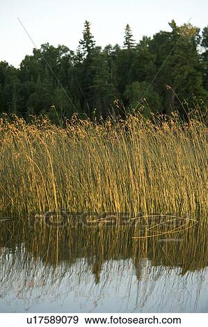 Lake of the Woods, Ontario, Canada; Yellow reeds casting reflections in lake View Large Photo Image Stock Photo - Lake of the Woods, Ontario, Canada; Yellow reeds casting reflections in lake. Fotosearch