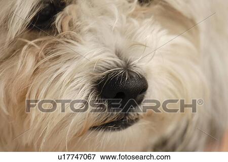 Lake of the Woods, Ontario, Canada; Lulu, a Bichon Maltaise View Large Photo Image Stock Photo - Lake of the Woods, Ontario, Canada; Lulu, a Bichon Maltaise. Fotosearch
