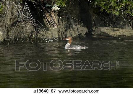 Stock Photo - Lake of the Woods, Ontario, Canada; Duck on the water. Fotosearch