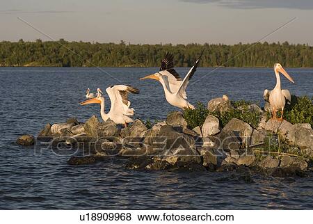 Lake of the Woods, Ontario, Canada; Pelicans View Large Photo Image Stock Photo - Lake of the Woods, Ontario, Canada; Pelicans. Fotosearch