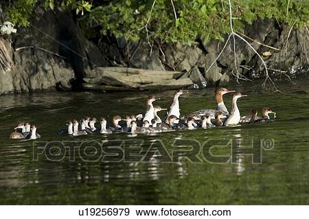 Lake of the Woods, Ontario, Canada; Ducks and ducklings on the water View Large Photo Image Stock Photo - Lake of the Woods, Ontario, Canada; Ducks and ducklings on the water. Fotosearch