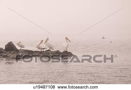 Lake of the Woods, Ontario, Canada; Seabirds perching on rocks View Large Photo Image Stock Photo - Lake of the Woods, Ontario, Canada; Seabirds perching on rocks. Fotosearch