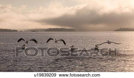 Stock Photo - Lake of the Woods, Ontario, Canada; Pelicans flying over lake. Fotosearch