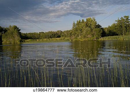 Lake of the Woods, Ontario, Canada; Forest surrounding the lake edge View Large Photo Image Stock Photo - Lake of the Woods, Ontario, Canada; Forest surrounding the lake edge. Fotosearch