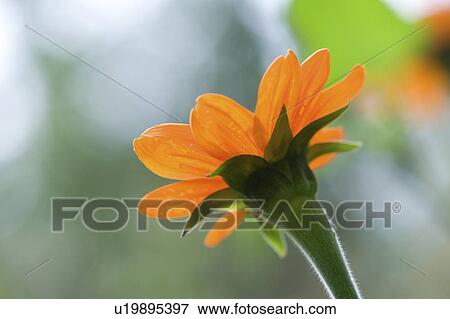 Lake of the Woods, Ontario, Canada; Flower in the woods View Large Photo Image Stock Photo - Lake of the Woods, Ontario, Canada; Flower in the woods. Fotosearch