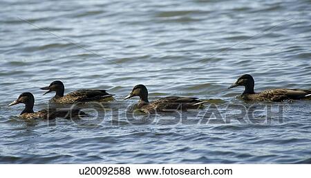 Lake of the Woods, Ontario, Canada; Group of ducks floating on lake View Large Photo Image Stock Photo - Lake of the Woods, Ontario, Canada; Group of ducks floating on lake. Fotosearch