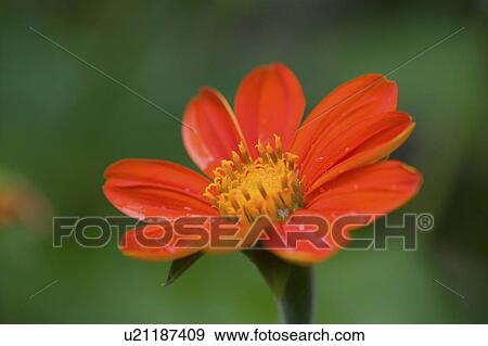 Stock Photo - Lake of the Woods, Ontario, Canada; Flower in the woods. Fotosearch