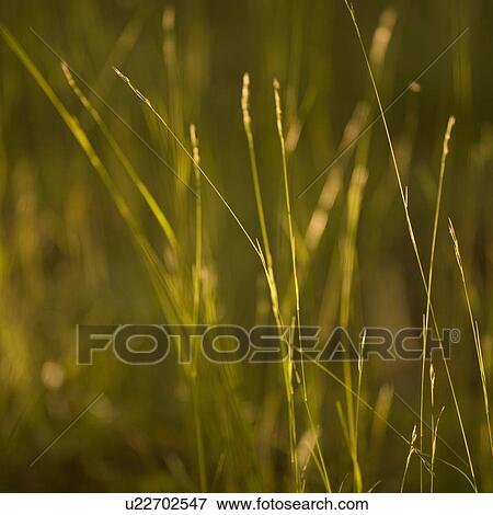 Lake of the Woods, Ontario, Canada; View of long grass View Large Photo Image Stock Photo - Lake of the Woods, Ontario, Canada; View of long grass. Fotosearch