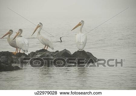 Lake of the Woods, Ontario, Canada; Birds stirring at lake at sunrise View Large Photo Image Stock Photo - Lake of the Woods, Ontario, Canada; Birds stirring at lake at sunrise. Fotosearch