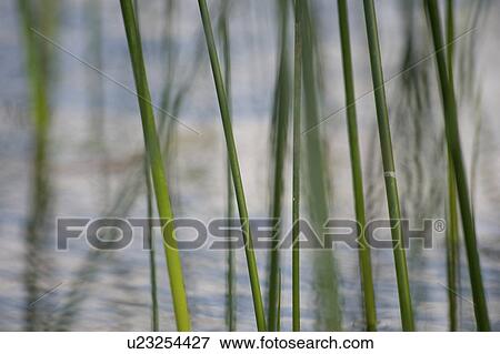 Lake of the Woods, Ontario, Canada; Close up of lake reeds View Large Photo Image Stock Photo - Lake of the Woods, Ontario, Canada; Close up of lake reeds. Fotosearch