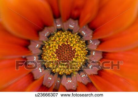 Stock Photo - Lake of the Woods, Ontario, Canada; Colourful flowers in bloom. Fotosearch