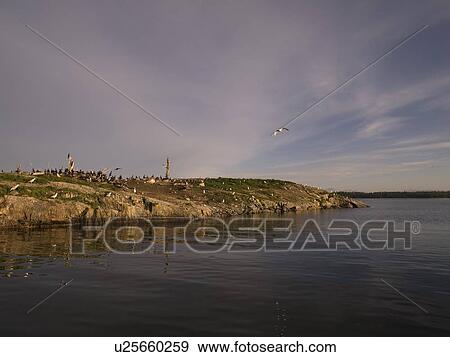 Lake of the Woods, Ontario, Canada; Colony of pelicans View Large Photo Image Stock Photo - Lake of the Woods, Ontario, Canada; Colony of pelicans. Fotosearch