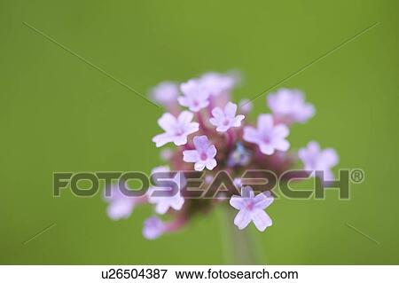 Lake of the Woods, Ontario, Canada; Flower in the woods View Large Photo Image Stock Photo - Lake of the Woods, Ontario, Canada; Flower in the woods. Fotosearch