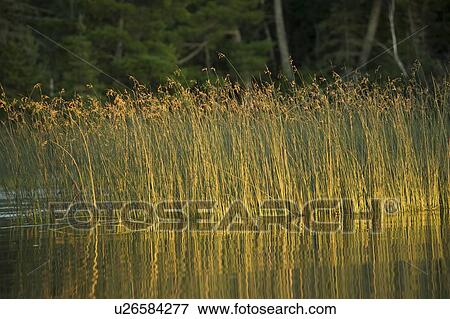 Stock Photo - Lake of the Woods, Ontario, Canada; Yellow reeds casting reflections in lake. Fotosearch