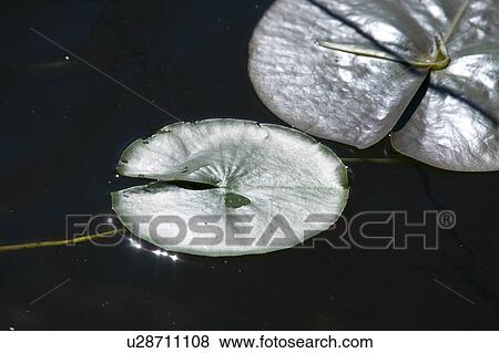 Stock Photo - Lake of the Woods, Ontario, Canada; Lilypads on the water. Fotosearch