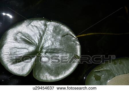 Lake of the Woods, Ontario, Canada; Lilypads on the water View Large Photo Image Stock Photo - Lake of the Woods, Ontario, Canada; Lilypads on the water. Fotosearch