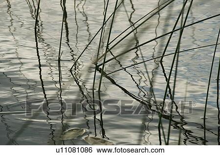 Lake of the Woods, Ontario, Canada; Reeds and reflections in Lake of the Woods View Large Photo Image Stock Photograph - Lake of the Woods, Ontario, Canada; Reeds and reflections in Lake of the Woods. Fotosearch