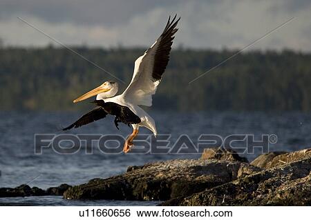 Stock Photograph - Lake of the Woods, Ontario, Canada; Birds taking off and landing. Fotosearch