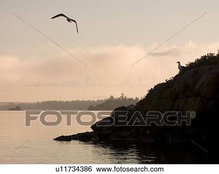 Lake of the Woods, Ontario, Canada; Seagull flying over a rocky island View Large Photo Image Stock Photograph - Lake of the Woods, Ontario, Canada; Seagull flying over a rocky island. Fotosearch