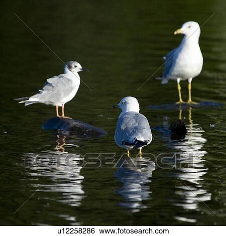 Lake of the Woods, Ontario, Canada; Three Ring-billed Gulls standing in the water View Large Photo Image Stock Photograph - Lake of the Woods, Ontario, Canada; Three Ring-billed Gulls standing in the water. Fotosearch