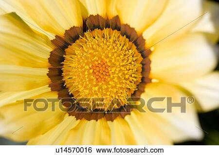Lake of the Woods, Ontario, Canada; Close-up of a flower in a garden View Large Photo Image Stock Photograph - Lake of the Woods, Ontario, Canada; Close-up of a flower in a garden. Fotosearch