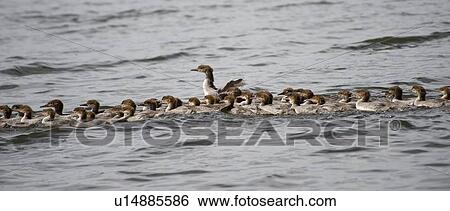 Stock Photograph - Lake of the Woods, Ontario, Canada; Duck and ducklings swimming in lake. Fotosearch