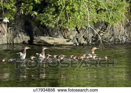 Stock Photograph - Lake of the Woods, Ontario, Canada; Ducks and ducklings on the water. Fotosearch