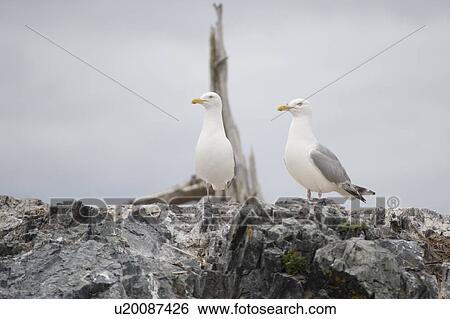 Stock Photograph - Lake of the Woods, Ontario, Canada; Gulls at the lake . Fotosearch
